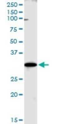 Western Blot: WBSCR22 Antibody [H00114049-B01P] - Analysis of WBSCR22 expression in Hela S3 NE.