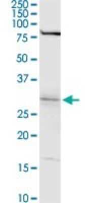Western Blot: WBSCR22 Antibody [H00114049-D01P] - Analysis of WBSCR22 expression in Hela S3 NE.