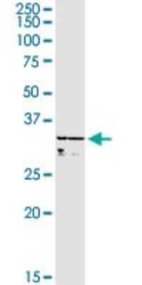 Western Blot WBSCR22 Antibody - Azide and BSA Free
