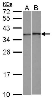 Western Blot WBSCR22 Antibody - BSA Free