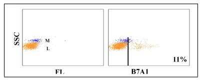 Flow Cytometry: WC1(+) gamma delta T cell Antibody (B7A1) [NBP2-61043] - Obtained with ovine leukocytes