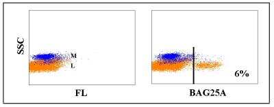 Flow Cytometry: WC1(+) gamma delta T cell Antibody (BAG25A) [NBP2-61080] - Obtained with bovine leukocytes