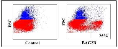 Flow Cytometry: WC1(+) gamma delta T cell Antibody (BAG2B) [NBP2-61079] - Obtained with bovine leukocytes