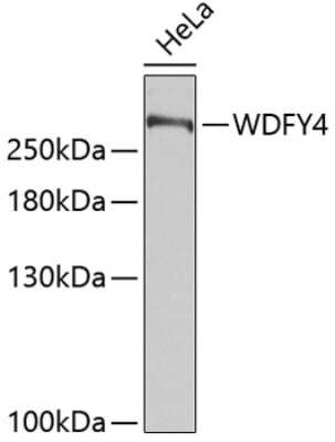 Western Blot: WDFY4 Antibody [NBP2-93284] - Analysis of extracts of HeLa cells, using WDFY4 at 1:10000 dilution.Lysates/proteins: 25ug per lane.Blocking buffer: 3% nonfat dry milk in TBST.