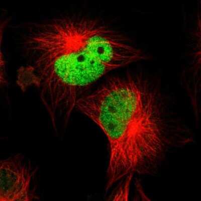 Immunocytochemistry/Immunofluorescence: WDHD1 Antibody [NBP1-89091] - Staining of human cell line U-251 MG shows localization to nucleoplasm. Antibody staining is shown in green.