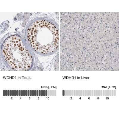 Immunohistochemistry-Paraffin: WDHD1 Antibody [NBP1-89091] - Staining in human testis and liver tissues.. Corresponding WDHD1 RNA-seq data are presented for the same tissues.