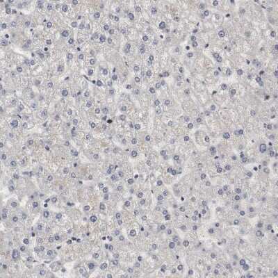 Immunohistochemistry-Paraffin: WDHD1 Antibody [NBP1-89091] - Staining of human liver shows no positivity in hepatocytes.