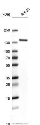 Western Blot: WDHD1 Antibody [NBP1-89091] - Analysis in human cell line RH-30.