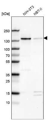 <b>Orthogonal Strategies Validation. </b>Western Blot: WDHD1 Antibody [NBP1-89091] - Analysis in mouse cell line NIH-3T3 and rat cell line NBT-II.