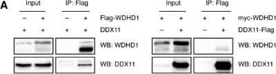 Western Blot: WDHD1 Antibody [NBP1-89091] - The interaction of DDX11 with WDHD1 does not depend on FeS cluster binding. Reciprocal co-immunoprecipitations of Flag-tagged WDHD1 and untagged DDX11, and Flag-tagged DDX11 and myc-tagged WDHD1, respectively, extracted from 293T cells. Image collected and cropped by CiteAb from the following publication (//www.life-science-alliance.org/lookup/doi/10.26508/lsa.201900547), licensed under a CC-BY license.