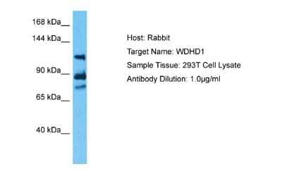 Western Blot: WDHD1 Antibody [NBP2-86066] - Host: Rabbit. Target Name: WDHD1. Sample Type: 293T Whole Cell lysates. Antibody Dilution: 1.0ug/ml