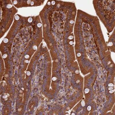 Immunohistochemistry-Paraffin: WDR1 Antibody [NBP2-32665] - Staining of human duodenum shows strong cytoplasmic positivity in glandular cells.