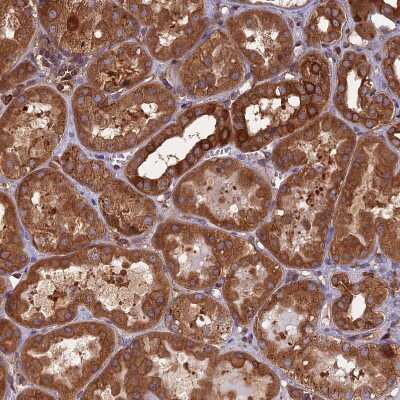 Immunohistochemistry-Paraffin: WDR1 Antibody [NBP2-32665] - Staining of human kidney shows strong cytoplasmic positivity in cells in tubules.