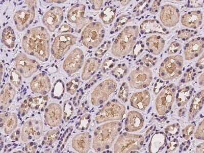 Immunohistochemistry-Paraffin: WDR1 Antibody [NBP2-98001] - Immunochemical staining of human WDR1 in human kidney with rabbit polyclonal antibody at 1:100 dilution, formalin-fixed paraffin embedded sections.