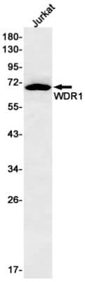 Western Blot: WDR1 Antibody (S01-6D6) [NBP3-19802] - Western blot detection of WDR1 in Jurkat cell lysates using NBP3-19802 (1:500 diluted). Predicted band size: 66kDa. Observed band size: 66kDa.