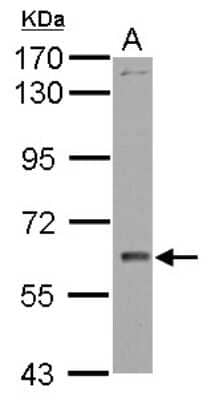 Western Blot: WDR1 Antibody [NBP2-20887] - Sample (30 ug of whole cell lysate) A: H1299 7. 5% SDS PAGE gel, diluted at 1:2000.