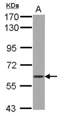 Western Blot: WDR1 Antibody [NBP2-20887] - Sample (50 ug of whole cell lysate) A: Rat brain, 7. 5% SDS PAGE gel, diluted at 1:5000.