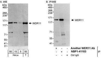Western Blot WDR11 Antibody