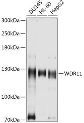 Western Blot WDR11 Antibody - BSA Free