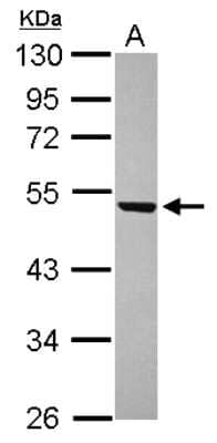 Western Blot WDR12 Antibody - BSA Free