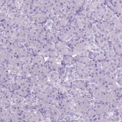 Immunohistochemistry-Paraffin: WDR16 Antibody [NBP1-81947] - Staining of human Pancreas shows no positivity in exocrine glandular cells as expected.