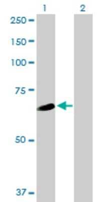 Western Blot: WDR16 Antibody [H00146845-B01P] - Analysis of WDR16 expression in transfected 293T cell line by WDR16 polyclonal antibody.  Lane 1: WDR16 transfected lysate(68.2 KDa). Lane 2: Non-transfected lysate.