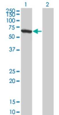 Western Blot: WDR20 Antibody (1D10) [H00091833-M01] - Analysis of WDR20 expression in transfected 293T cell line by WDR20 monoclonal antibody (M01), clone 1D10.Lane 1: WDR20 transfected lysate(62.9 KDa).Lane 2: Non-transfected lysate.