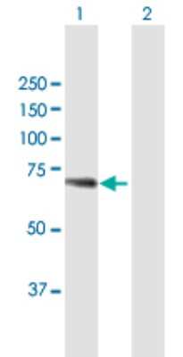 Western Blot: WDR20 Antibody [H00091833-B01P] - Analysis of WDR20 expression in transfected 293T cell line by WDR20 polyclonal antibody.  Lane 1: WDR20 transfected lysate(62.59 KDa). Lane 2: Non-transfected lysate.