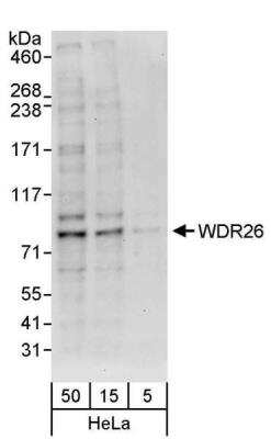 Western Blot WDR26 Antibody