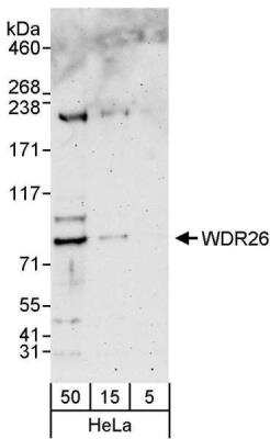 Western Blot: WDR26 Antibody [NBP1-26630] - Whole cell lysate (5, 15 and 50 ug) from HeLa cells. Antibody used at 0.4 ug/ml.