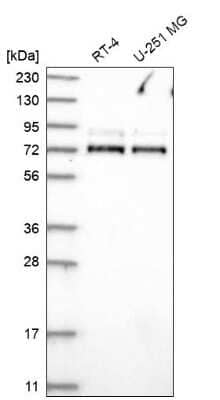 Western Blot WDR26 Antibody