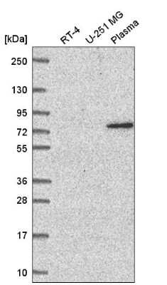 Western Blot WDR26 Antibody