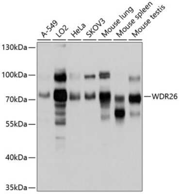 Western Blot: WDR26 Antibody [NBP2-94270] - Analysis of extracts of various cell lines, using WDR26 at 1:1000 dilution. Secondary antibody: HRP Goat Anti-Rabbit IgG (H+L) at 1:10000 dilution. Lysates/proteins: 25ug per lane. Blocking buffer: 3% nonfat dry milk in TBST. Detection: ECL Basic Kit . Exposure time: 5s.