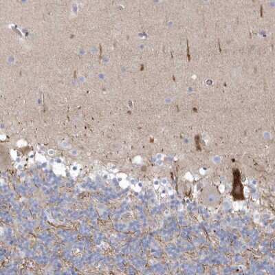 Immunohistochemistry: WDR27 Antibody [NBP2-38349] - Staining of human cerebellum shows strong cytoplasmic positivity in Purkinje cells.