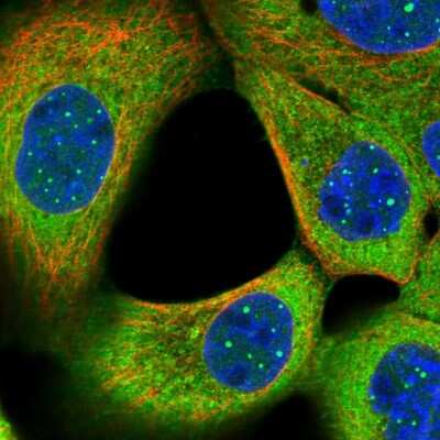 Immunocytochemistry/ Immunofluorescence WDR31 Antibody - BSA Free