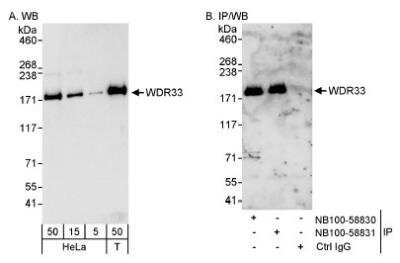 Western Blot: WDR33 Antibody [NB100-58830] - Detection of Human WDR33 on HeLa whole cell lysate. WDR33 was also immunoprecipitated by rabbit anti-WDR33 antibody NB100-58831.