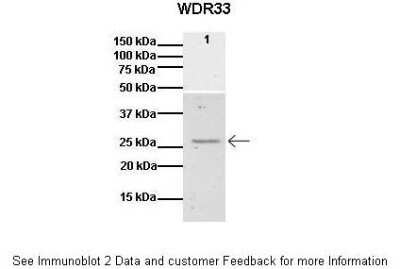 Western Blot: WDR33 Antibody [NBP1-60030] - Lanes: 1 : SREC pulldown from lysate from 10^6 human 293T cells Primary, Antibody Dilution: 1 : 1000 Secondary Antibody: Anti-rabbit-Alexa Fluor Secondary, Antibody Dilution: 1 : 5000 Gene name: WDR33.