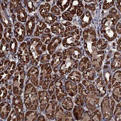 Immunohistochemistry: WDR34 Antibody [NBP1-88806] - Staining of human stomach shows strong cytoplasmic positivity in glandular cells.