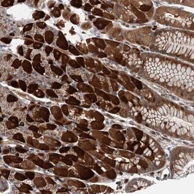 Immunohistochemistry-Paraffin: WDR34 Antibody [NBP1-88805] - Staining of human stomach shows strong cytoplasmic positivity in glandular cells.