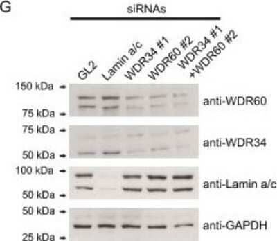 <b>Genetic Strategies Validation. </b>Western Blot: WDR34 Antibody [NBP1-88805] - The stabilities of WDR34 and WDR60 are interdependent. Immunoblotting confirmed the efficacy of WDR34 and WDR60 siRNAs. Immunoblotting for WDR34 following suppression of WDR60 and vice versa was also used to test the interdependency of these subunits. Lamin A/C is included as a negative control, GAPDH as a loading control. Molecular-mass markers are indicated (kDa). Image collected and cropped by CiteAb from the following publication (//jcs.biologists.org/cgi/doi/10.1242/jcs.159038), licensed under a CC-BY license.
