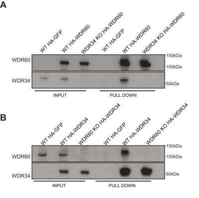 <b>Genetic Strategies Validation. </b>Knockout Validated: WDR34 Antibody [NBP1-88805] - HA-WDR34 (NBP1-88805) and HA-WDR60 (NBP1-90437) expression in WT and KO cells. (A) Pull down of HA-WDR60 in WT and WDR34 KO cells. HA-WDR60 pulls down WDR34 in WT but not in KO cells (B) Pull down of HA-WDR34 in WT and WDR60 KO cells. HA-WDR34 pulls down WDR60 in WT but not in KO cells. Image collected and cropped by CiteAb from the following publication (//pubmed.ncbi.nlm.nih.gov/30320547/) licensed under a CC-BY license.