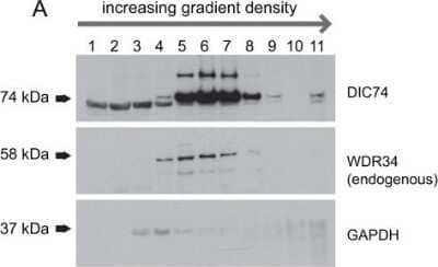 Western Blot: WDR34 Antibody [NBP1-88805] - Sucrose density gradient centrifugation of cell lysates from RPE1 cells. RPE1 cells were lysed and loaded onto a 5-40% sucrose density gradient. After centrifugation, 1-ml fractions were removed from the gradient and probed by immunoblotting to determine the distribution across the gradient of DIC74 (DYNC1I2), WDR34 or GAPDH. Image collected and cropped by CiteAb from the following publication (//jcs.biologists.org/cgi/doi/10.1242/jcs.159038), licensed under a CC-BY license.