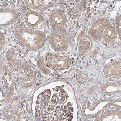 Immunohistochemistry-Paraffin: WDR37 Antibody [NBP1-81449] - Staining of human kidney shows weak cytoplasmic positivity in cells in tubules.