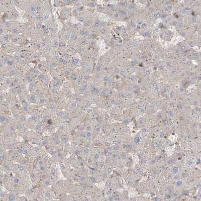 Immunohistochemistry-Paraffin: WDR37 Antibody [NBP1-81449] - Staining of human liver shows very weak positivity in hepatocytes as expected.