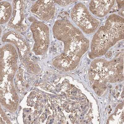Immunohistochemistry-Paraffin: WDR37 Antibody [NBP1-81450] - Staining of human kidney shows weak cytoplasmic positivity in cells in tubules.