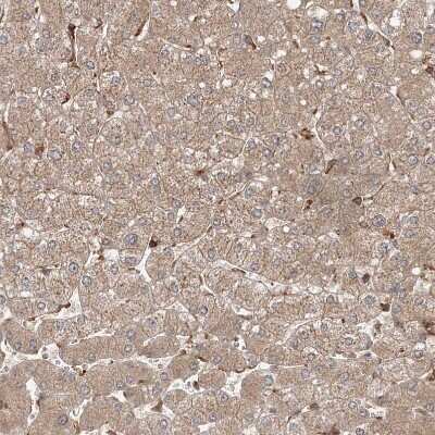 Immunohistochemistry-Paraffin: WDR37 Antibody [NBP1-81450] - Staining of human liver shows weak positivity in hepatocytes as expected.