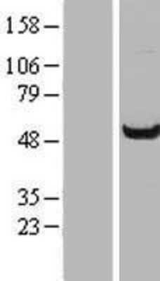 Western Blot WDR37 Overexpression Lysate
