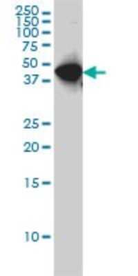 Western Blot: WDR4 Antibody (1F9) [H00010785-M01] - WDR4 monoclonal antibody (M01), clone 1F9 Analysis of WDR4 expression in Hela S3 NE.