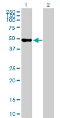 Western Blot: WDR41 Antibody [H00055255-B01] - Analysis of WDR41 expression in transfected 293T cell line by WDR41 polyclonal antibody. Lane 1: WDR41 transfected lysate(50.49 KDa). Lane 2: Non-transfected lysate.
