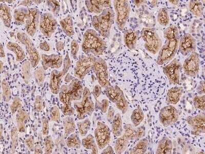 Immunohistochemistry-Paraffin: WDR44 Antibody [NBP2-97996] - Immunochemical staining of human WDR44 in human kidney with rabbit polyclonal antibody at 1:100 dilution, formalin-fixed paraffin embedded sections.